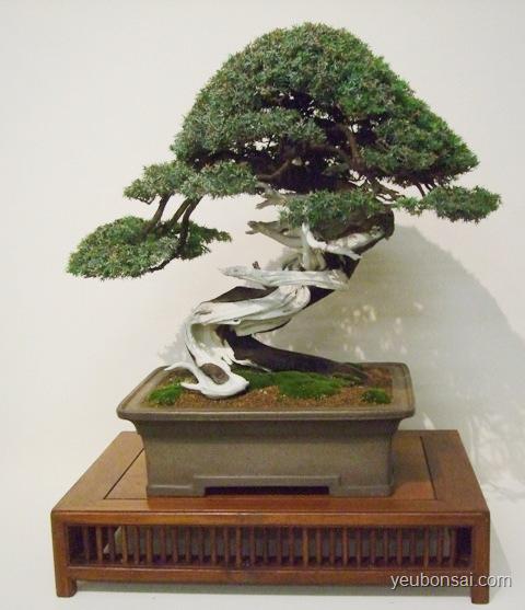 Bonsai, cây cảnh nghệ thuật, cay canh nghe thuat, cây thế, cay the, triển lãm cây cảnh nghệ thuật, trien lam cay canh nghe thuat